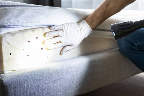 Best Termite Control Services  in Cusseta, GA