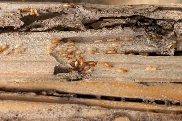 Best Termite Control Services  in Cusseta, GA