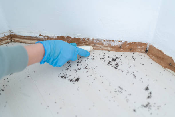 Professional Pest Control in Cusseta, GA